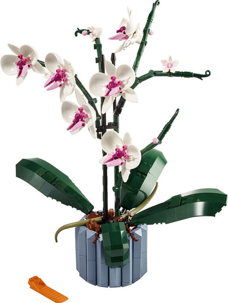 Botanical Collection: Orchid (10311)