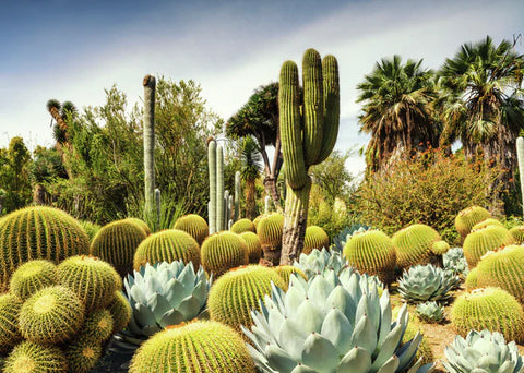 The Huntington Desert Garden, California, USA (Beautiful Gardens collection)