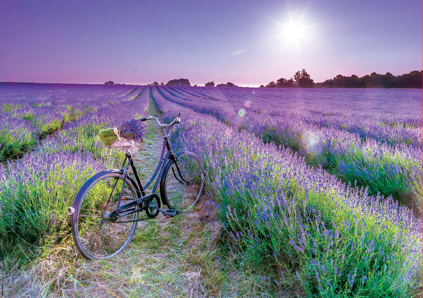 Bike in a Lavender Field (1000pc)