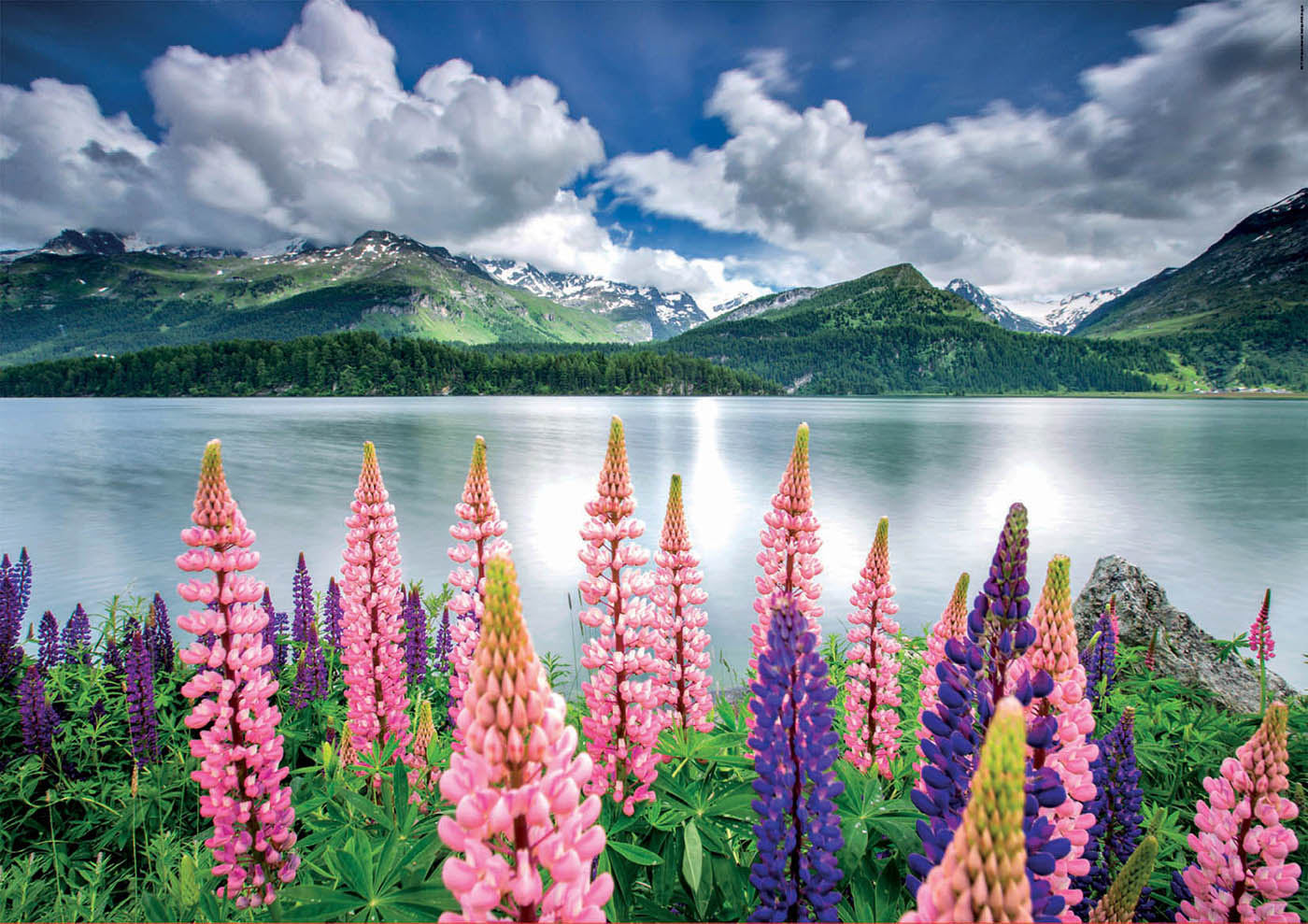 Lupins On The Shores of Lake Sils, Switzerland (1500pc)